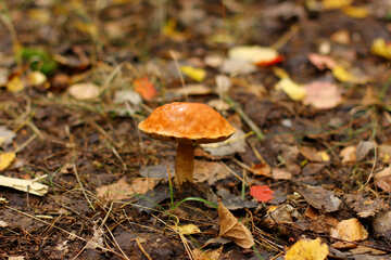Funghi nella foresta №50611