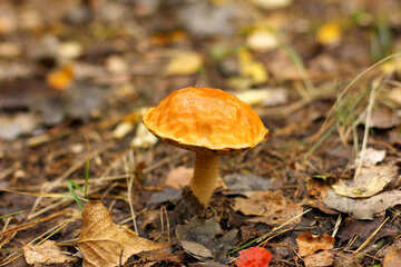 Il fungo in una foresta di caduta dell`erba lascia il fungo selvaggio. №50615