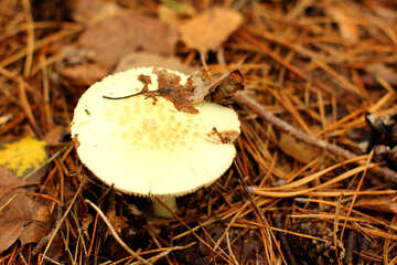 Mushroom №50589
