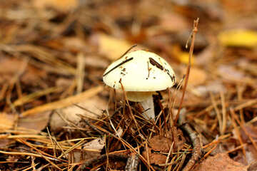 Mushroom №50592