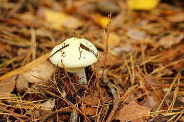 Mushroom №50593