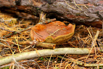 Forest mushroom №50617