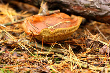 Old mushroom in  forest №50618
