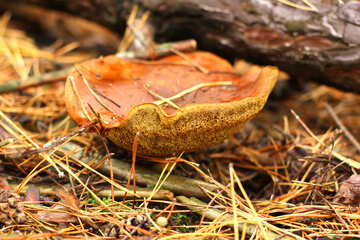 Orange forest bark grass mushroom №50619