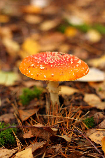 mushroom fun orange №50577