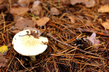 Mushroom on the ground №50590