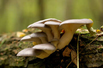 king oyster mushroom №50597