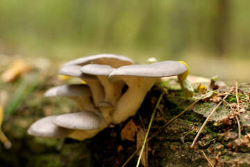 mushroom №50595