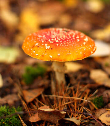Mushroom orange №50576