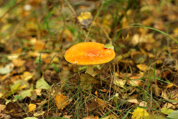 mushroom orange №50600