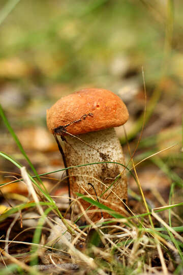 mushroom porcino №50620