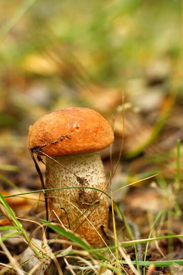Mushroom red-capped scaber stalk №50622