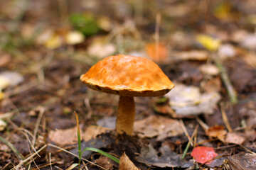 Um único cogumelo, rodeado de folhas e grama. №50613
