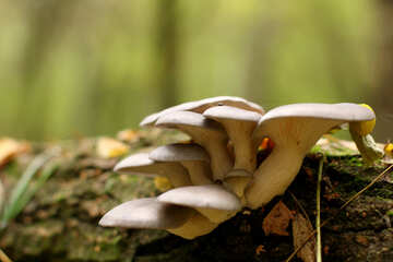 Mushroom on tree №50596