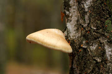 Mushroom on tree №50585