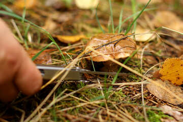 Doigts et champignons dans l`herbe et les feuilles №50604