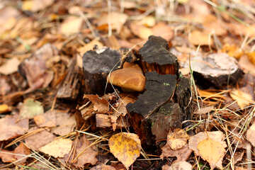Folhas caídas e tronco de árvore com cogumelos №50580