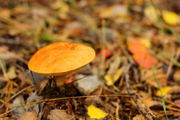 Chapeau de champignons orange №50610