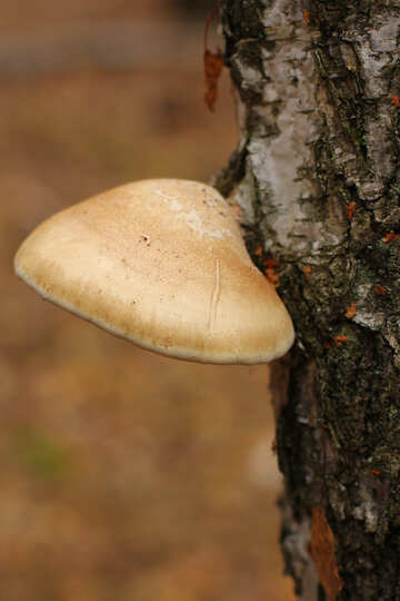 Árvore de cogumelos №50581