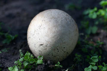 Une boule blanche aux champignons №50647