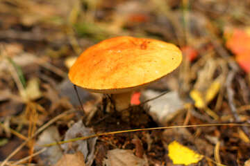 Orange  mushroom №50609
