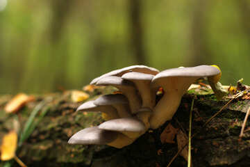 Oyster mushrooms growing on a log №50598