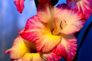 Flower pink and yellow