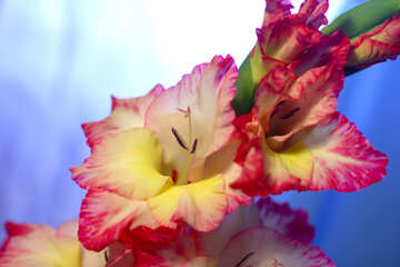 Fiore variegato di petali rosa №50570