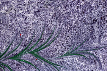自然の葉は紫色の葉を緑色に描く №50899