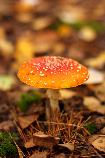 Red Orange Mushroom №50575
