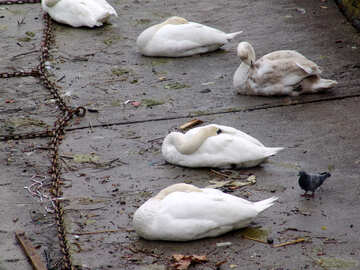 白鳥は岸壁で眠る №50067