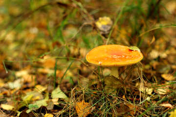 Лісові гриби - деяка трава з листям на землі №50601