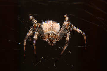 spider №50656