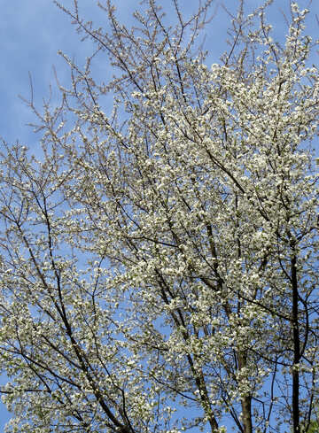 開花春の木 №50370