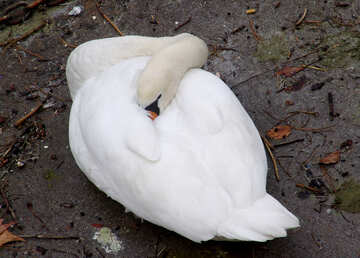 The swan is asleep №50068