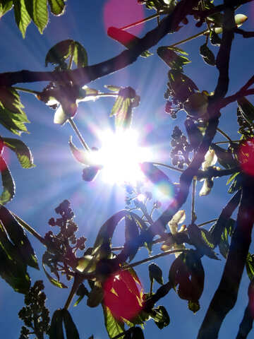 Sunlight poking through branches on a tree №50353