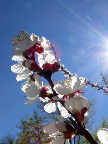 Flores de arbol de primavera №50341