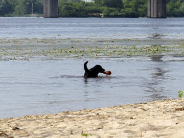 浜辺での犬の飼育水池で泳いでいる犬 №50669