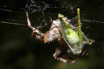 Spinne in einem Web №50635