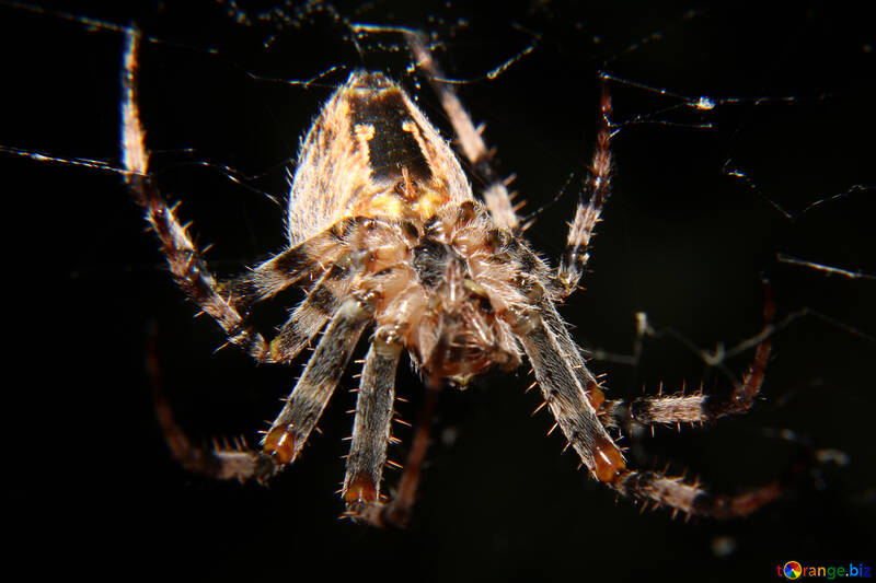 大きな蜘蛛 №50652