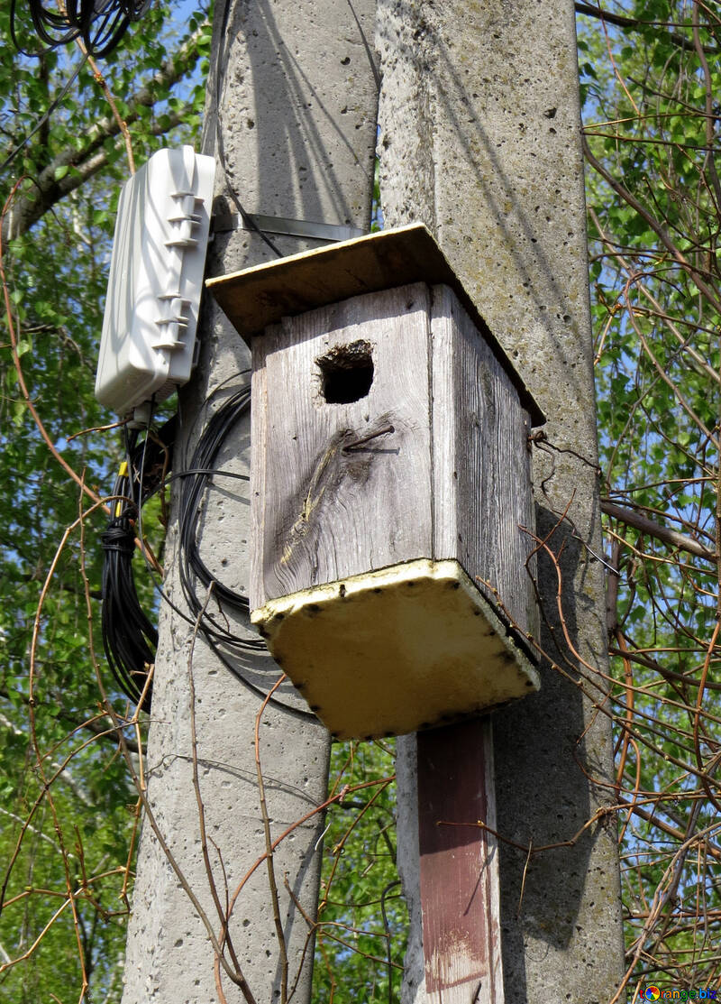 Birdhouse su una linea elettrica №50373