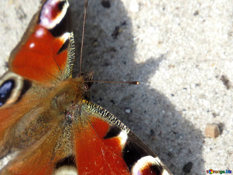 Olhos nas asas de uma borboleta №50366