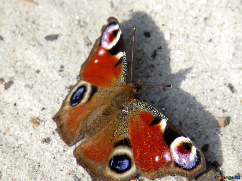 Farfalla di pavone №50369