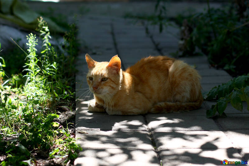 Orangene Katze №50641