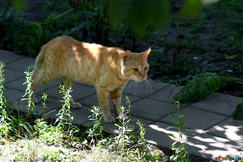 Eine Katze, die im Schatten über einen verputzten Gartenweg läuft №50636