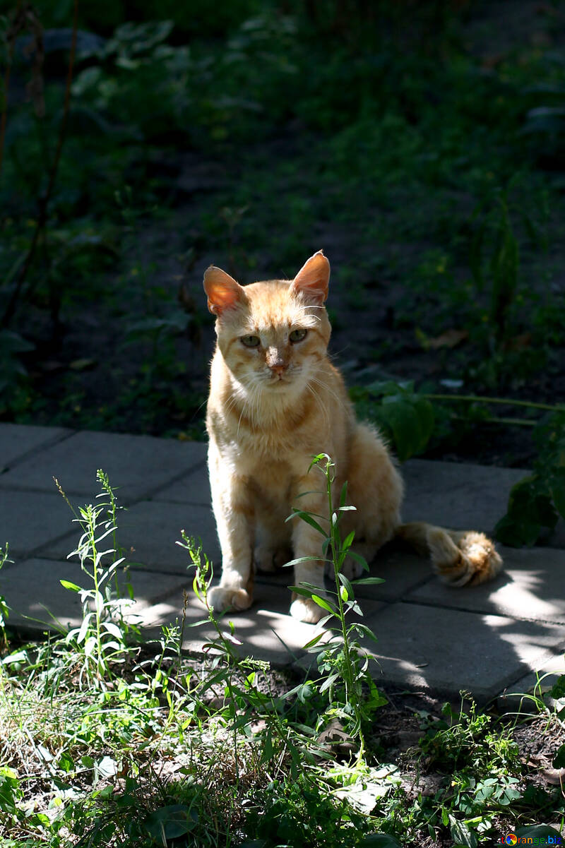 cat on sidewalk outside №50639