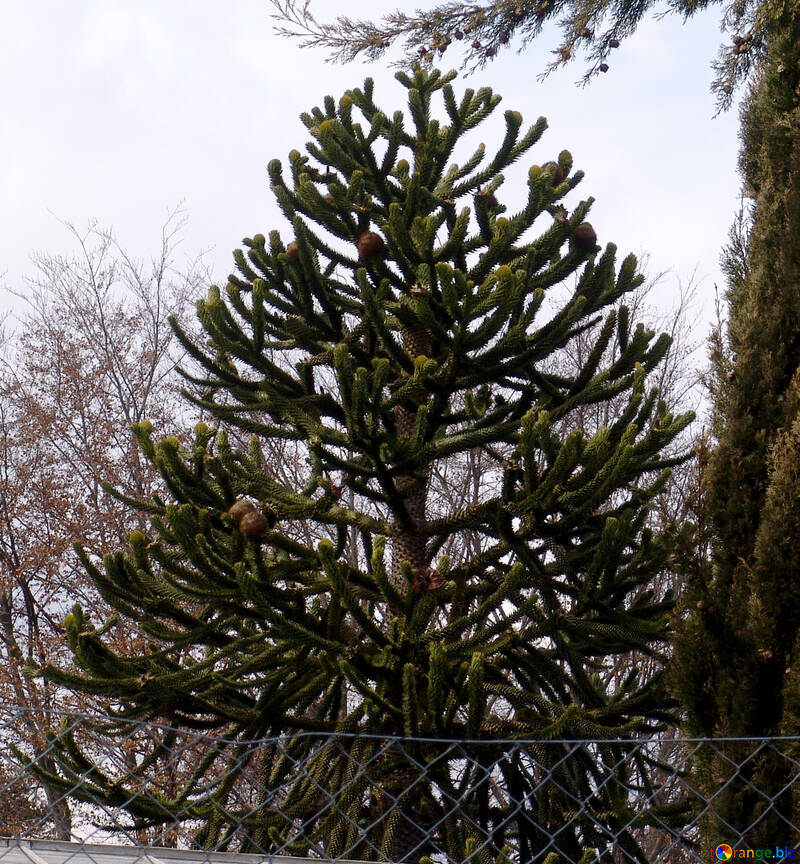 Exotic coniferous tree №50243