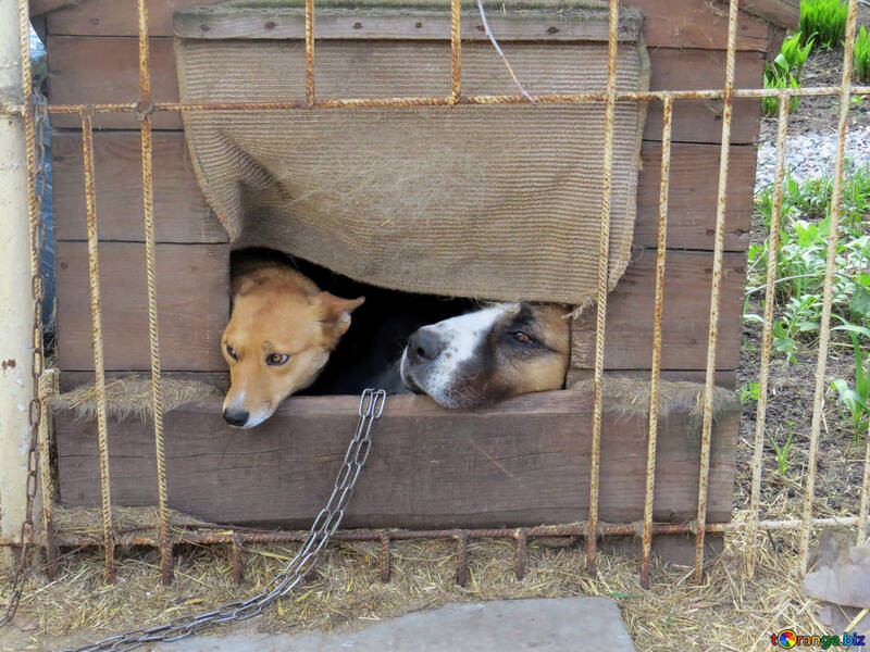 A dog in a cage №50462