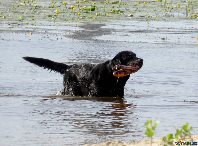black dog with red butle in water №50709