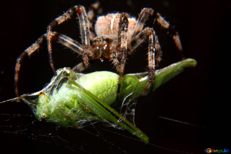 Павук їсть комаху №50661